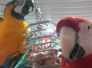 IMG_20141207_183131cropped