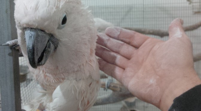 How do you control feather dander?