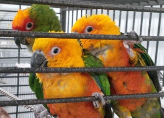 Conures.cropped
