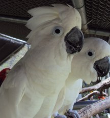 Spike, Cain2.cropped