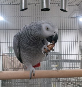 Amita eating.cropped