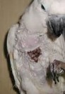 examples of Cockatoo skin mutilation are easy to find.