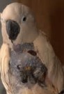 examples of Cockatoo skin mutilation are easy to find.