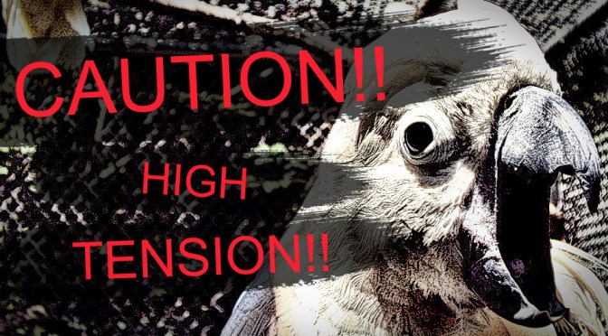 The Wild Cockatoo Heart