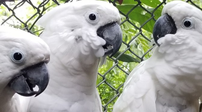 Sponsor a Rescued Parrot